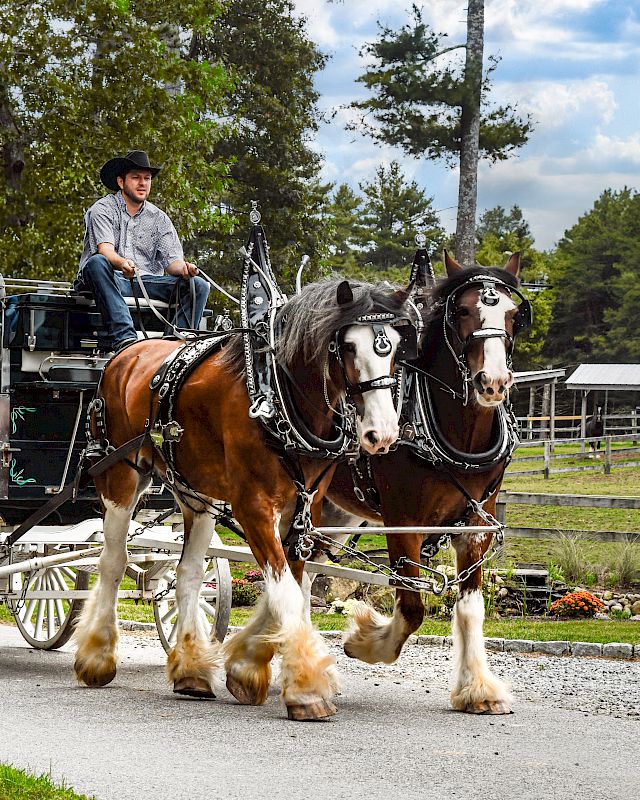 Elegant horse-drawn buggy ride showcasing The Preserve Resort & Spa's beautiful equestrian stables.