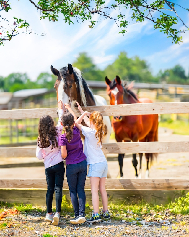 Children petting horses at Preserve Resort & Spa's custom equestrian experience.