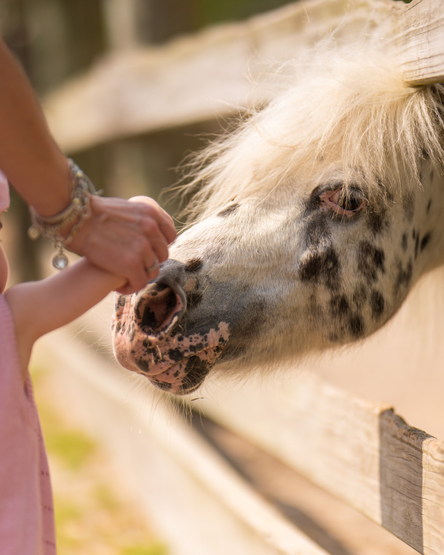 A child lovingly pets a spotted pony during The Preserve Resort & Spa's engaging Meet-the-Pony experience.