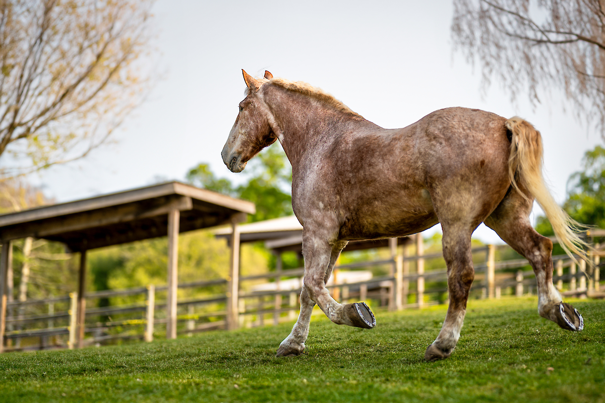 A horse is walking on a grassy field near a wooden fence with trees and a small structure in the background.