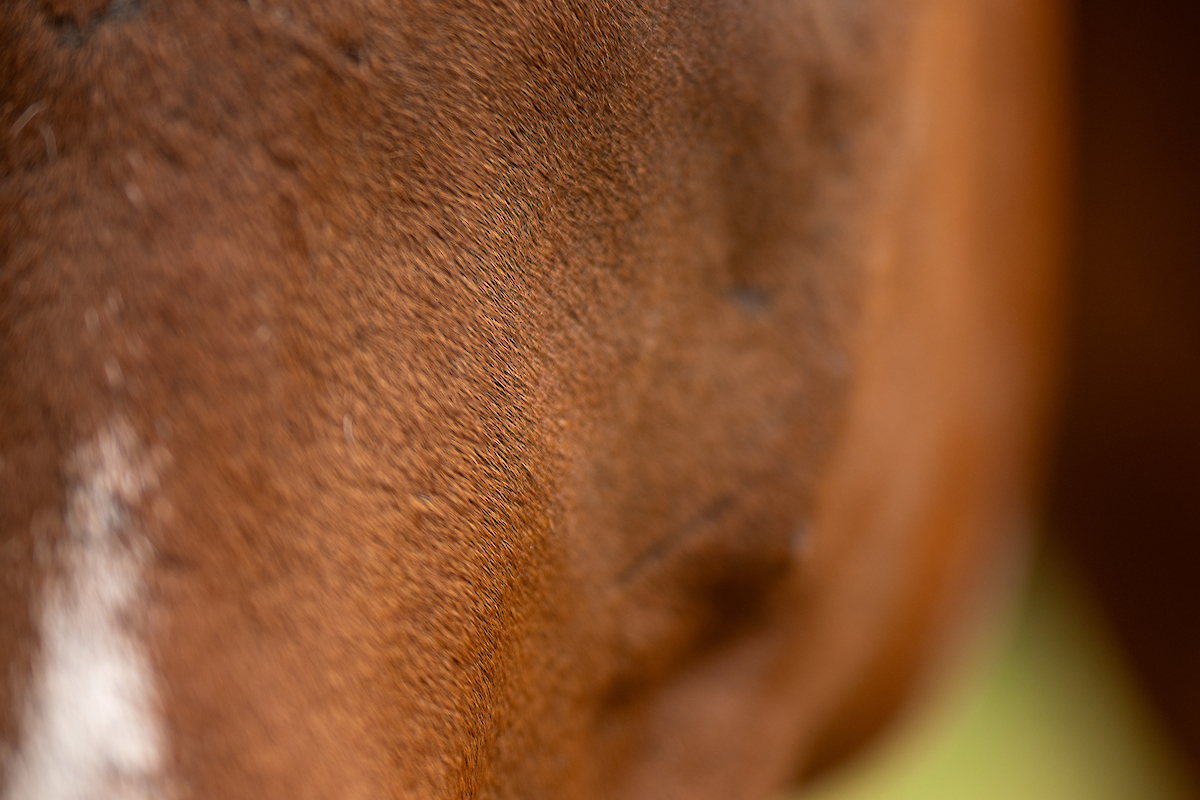 Close-up image of a horse's face, focusing on its eye and part of its brown coat with a white marking.