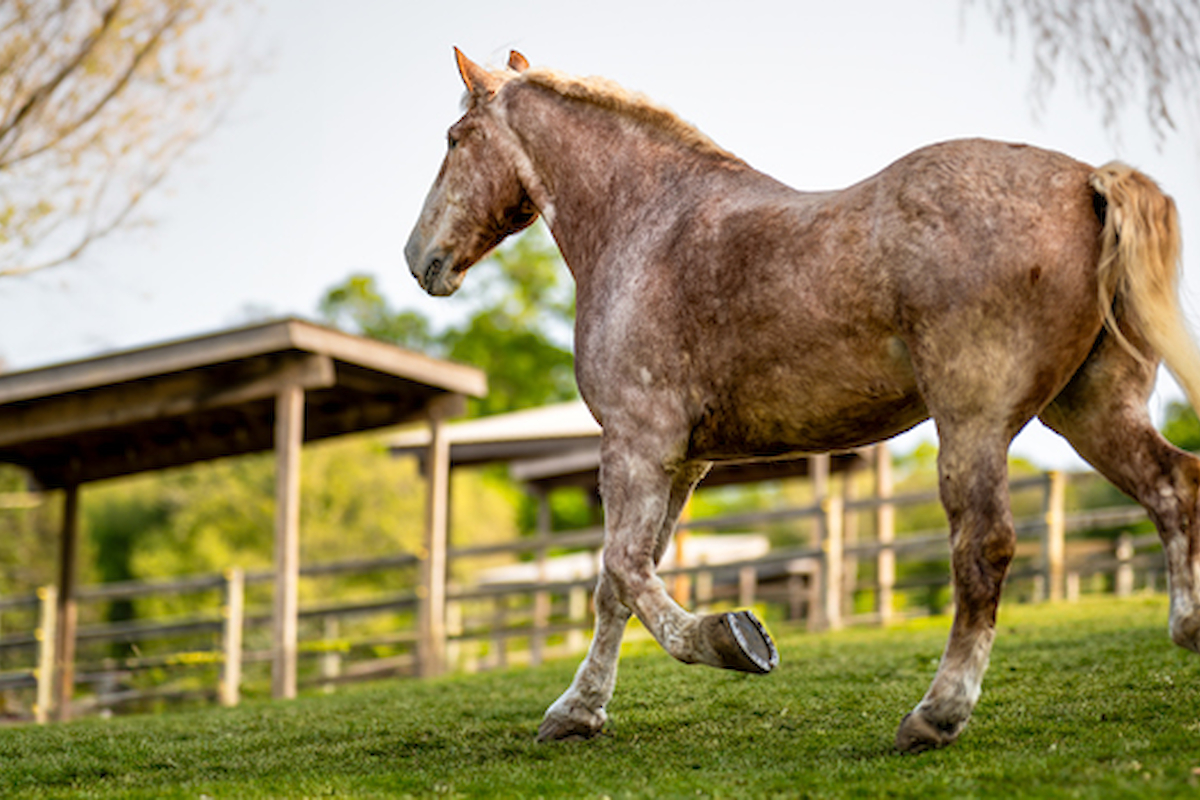 A brown horse is walking on green grass near wooden shelters and a fenced area on a sunny day, ending the sentence.