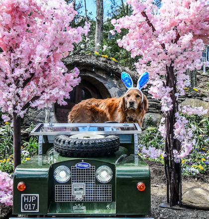A dog with blue bunny ears stands on a vintage green vehicle, surrounded by blooming pink cherry blossom trees.