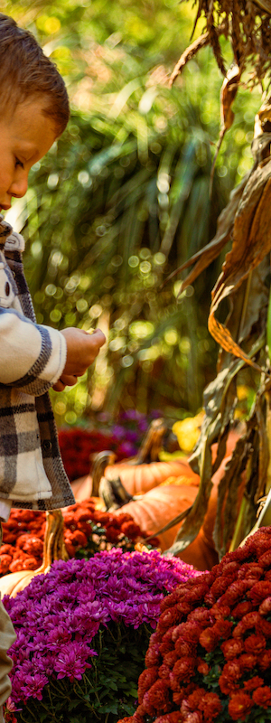 A child stands next to colorful flowers and pumpkins, surrounded by tall stalks, in a garden or outdoor market setting.