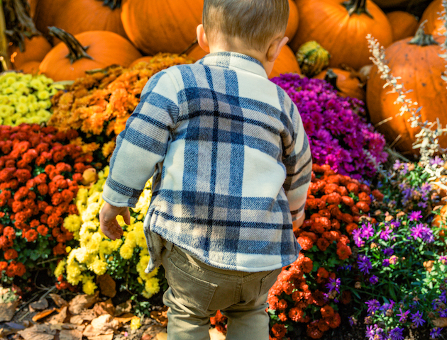 A child in a plaid shirt stands among colorful flowers and pumpkins, facing away.