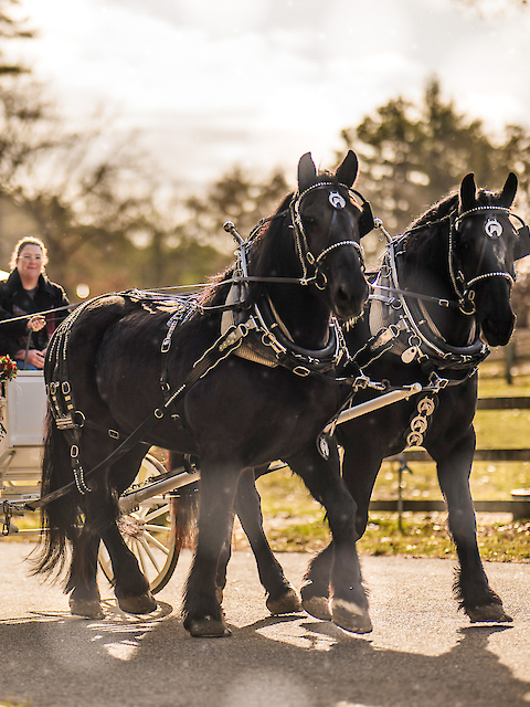 A horse-drawn carriage with two black horses and people riding inside moves along a road, surrounded by a scenic background.