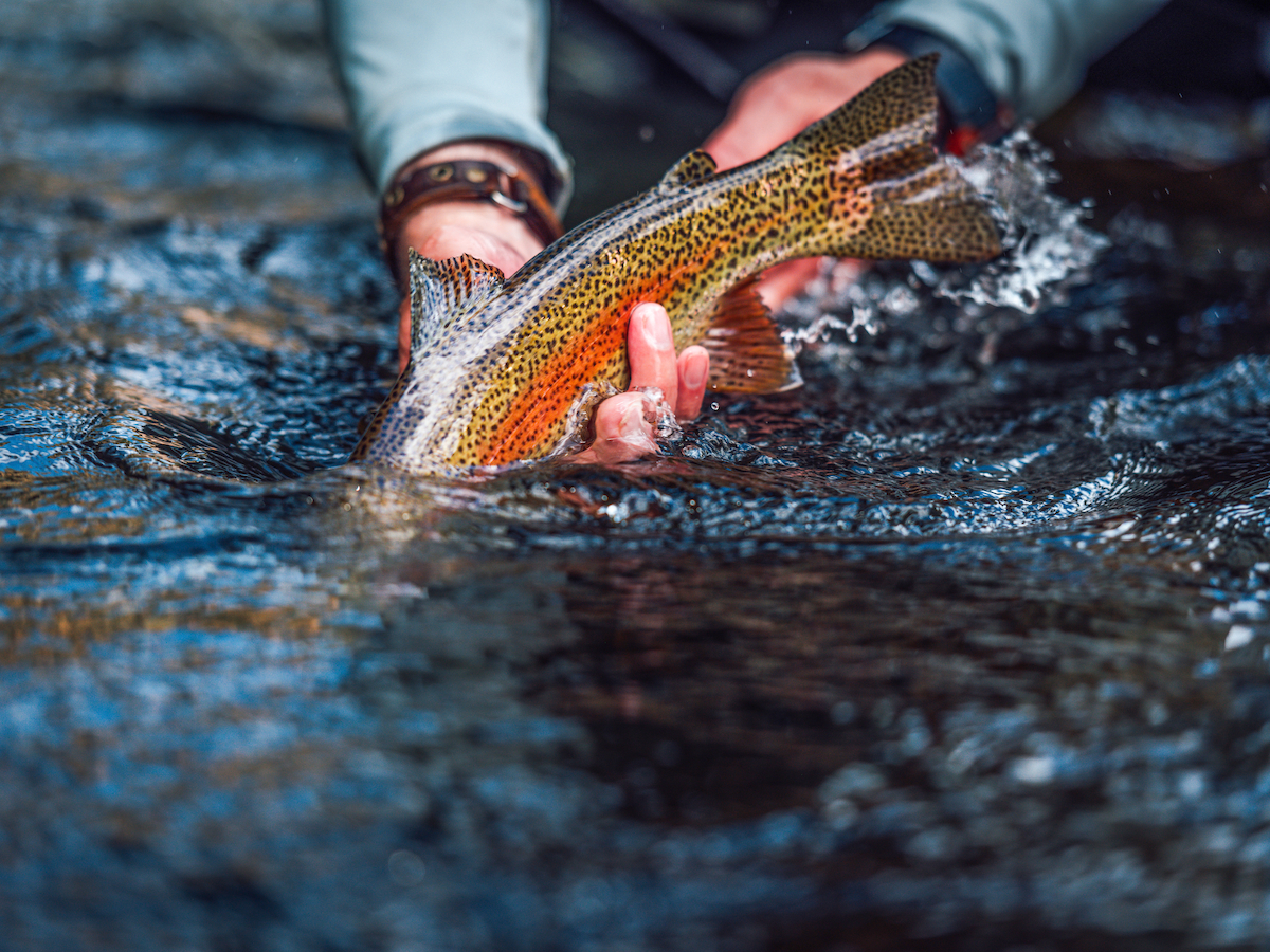 A person is holding a fish partially submerged in water, showcasing its vibrant colors and patterns in a natural setting.