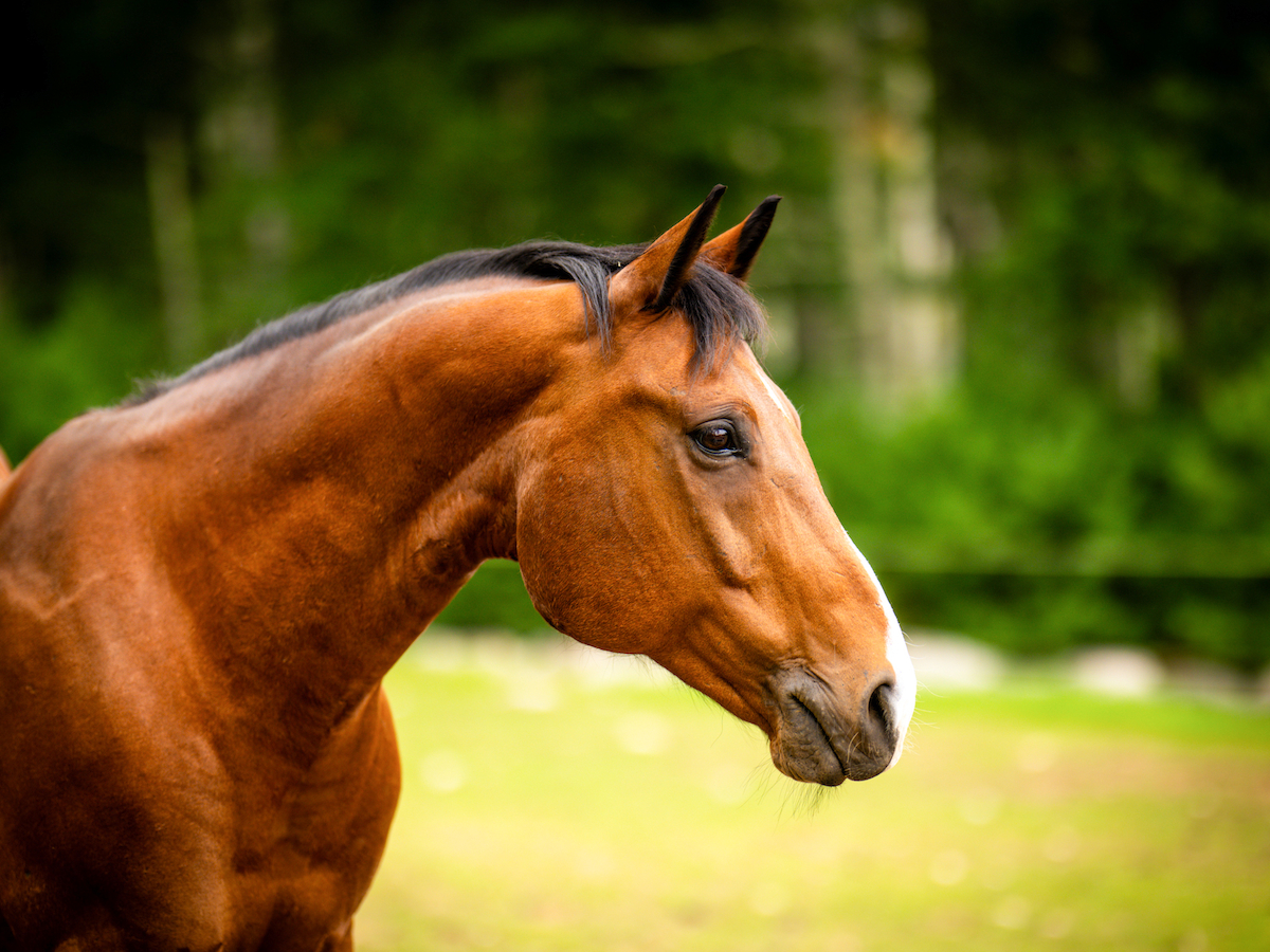 A brown horse is standing in a grassy area with a blurred forest background, looking to the side.