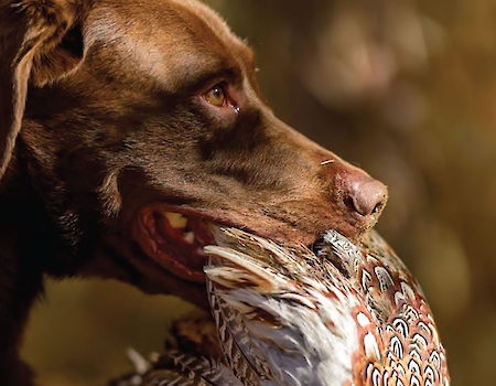 A brown dog is holding a bird in its mouth outdoors.