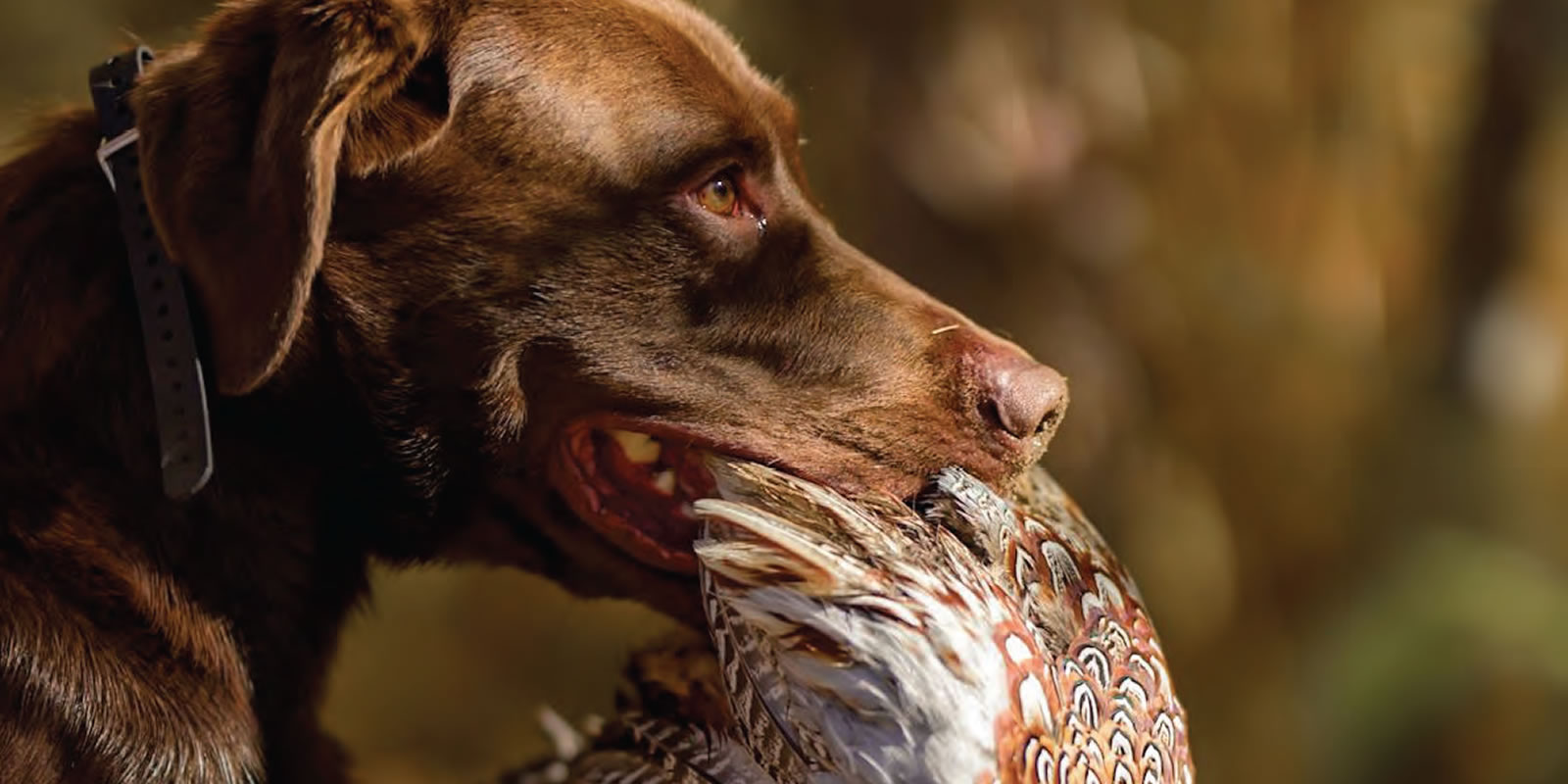 A brown dog is holding a bird in its mouth outdoors.
