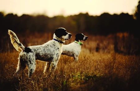 Two dogs with black and white fur stand alert in a grassy field, wearing collars, against a backdrop of blurred trees.
