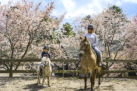 Two people are riding horses in front of blooming cherry blossom trees, wearing helmets and riding gear.