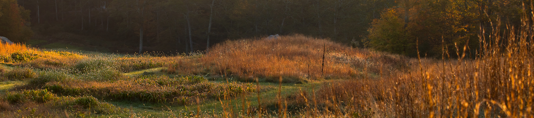 A serene landscape featuring a grassy meadow with tall brown grasses, trees, and a misty horizon under a soft, golden sunrise.