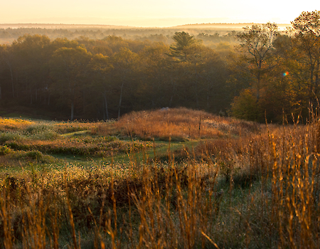 A serene landscape featuring a grassy meadow with tall brown grasses, trees, and a misty horizon under a soft, golden sunrise.