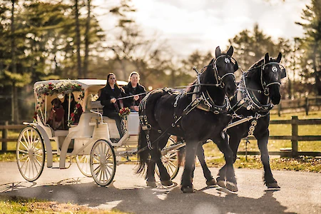 A white carriage is drawn by two black horses on a road, carrying three people through a scenic, tree-lined area on a sunny day.