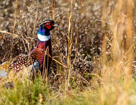 A colorful pheasant is camouflaged among tall grass and dry vegetation in a natural setting.