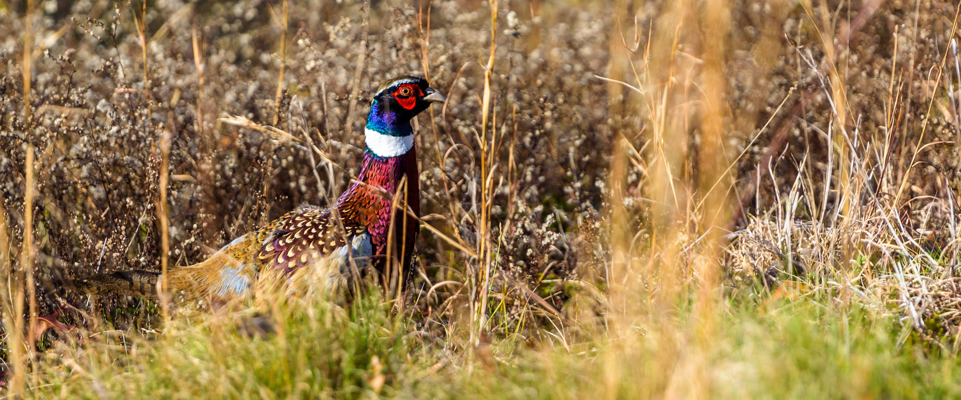 A colorful pheasant is camouflaged among tall grass and dry vegetation in a natural setting.
